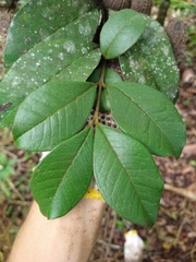 Psidium rufum
