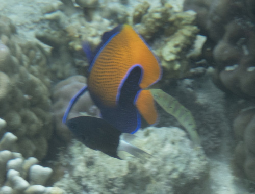 Pomacanthus navarchus observed 2026-09-17