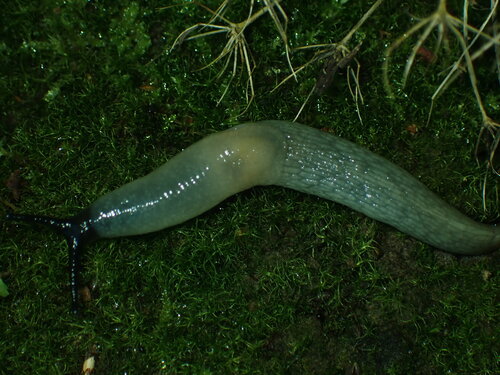 Black-headed Slug