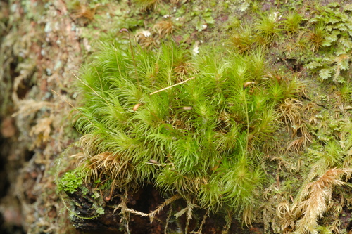 Dicranum fuscescens observed 2026-09-27