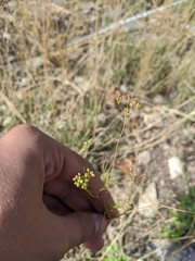 Spermolepis