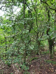 Psidium rufum