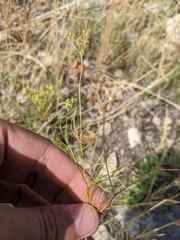 Spermolepis