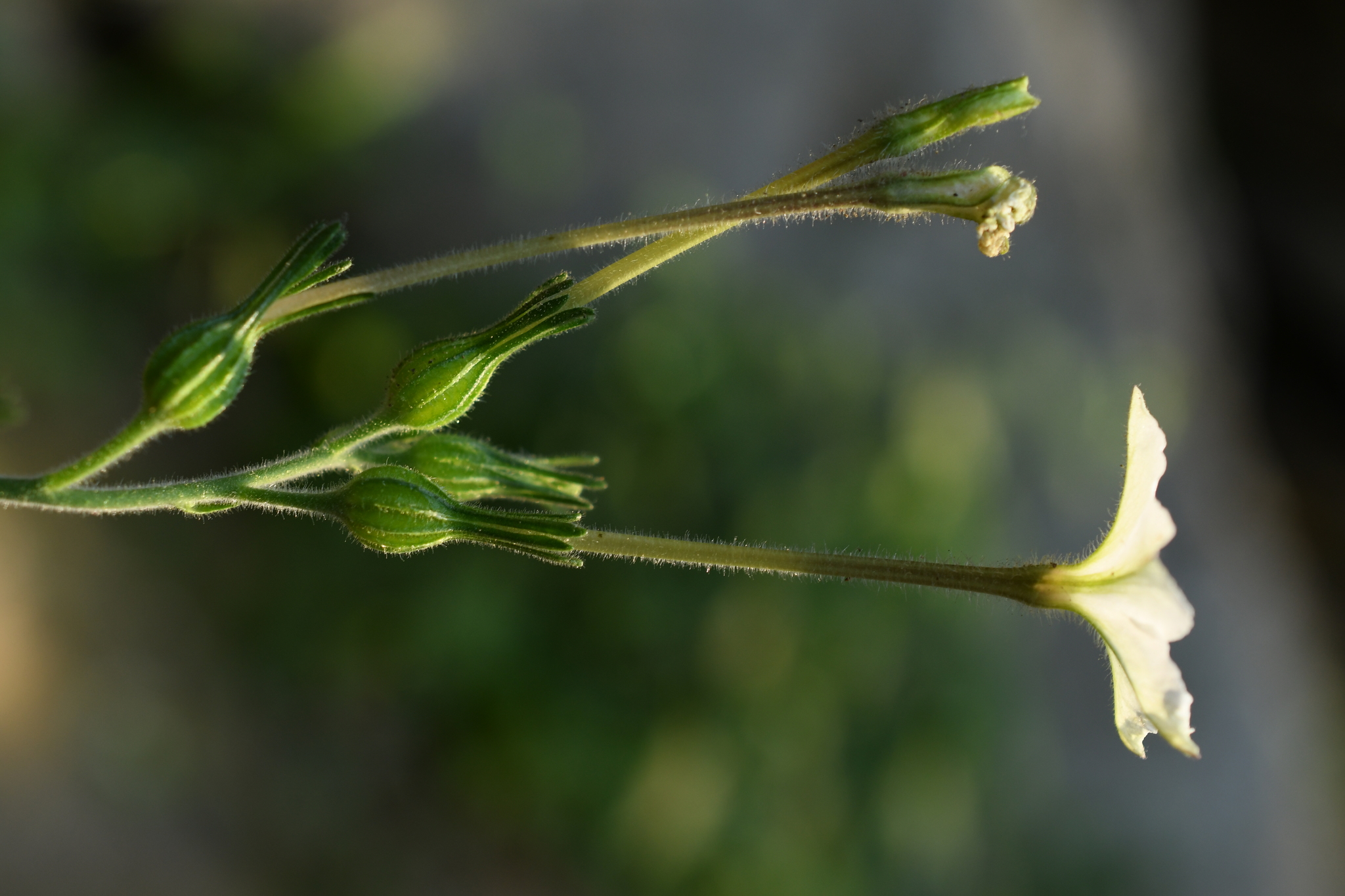 Fiddleleaf Tobacco (Nicotiana repanda) · iNaturalist