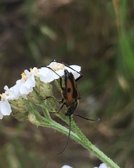 Anastrangalia laetifica