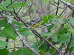 Setophaga magnolia