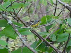 Setophaga magnolia