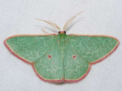 Chlorocoma cadmaria