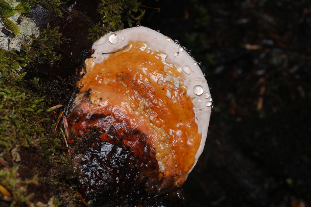 Northern Red Belt · September 2026 · photo: Photo: (c) Alexis Tinker-Tsavalas, some rights reserved (CC BY) · iNaturalist