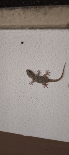 Moorish Gecko