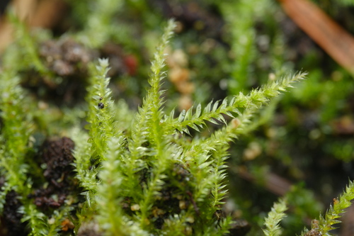 Isopterygium observed 2026-09-27