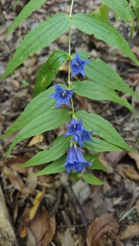 willow gentian