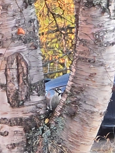 Great Spotted Woodpecker