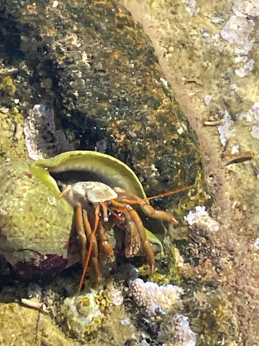 Saint Piran's Hermit Crab