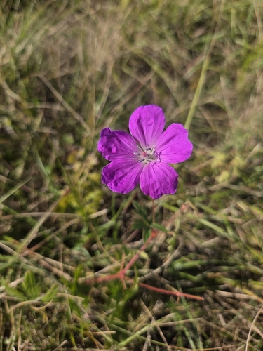 Bloody Crane's-bill