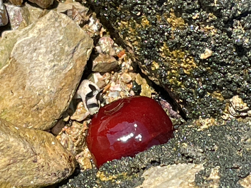 Mediterranean Beadlet Anemone