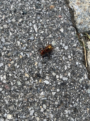 European Hornet