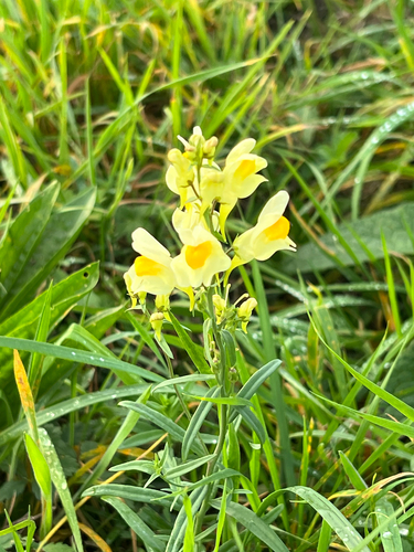 common toadflax