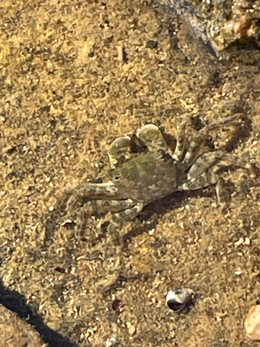 Marbled Crab
