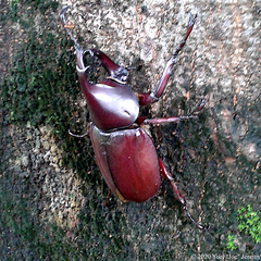 Xylotrupes gideon gideon