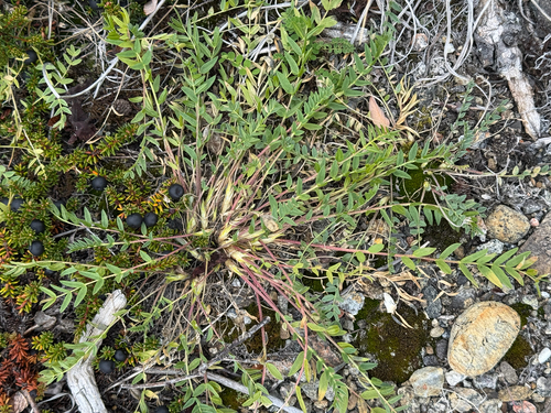 Oxytropis campestris, 2026-09-28