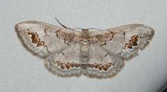 Dithalama cosmospila