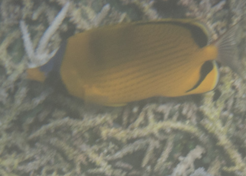 Chaetodon semeion observed 2026-09-18