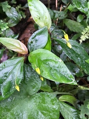 Lysimachia ardisioides
