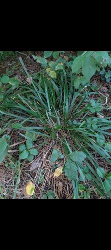 Oryzopsis asperifolia observed 2026-09-28