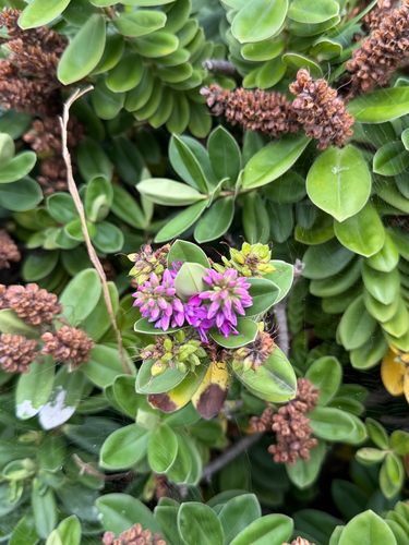 Veronica speciosa observed 2026-09-25