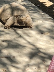 Gopherus flavomarginatus