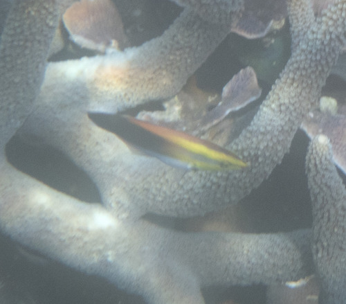 Labroides pectoralis observed 2026-09-18