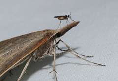 Epidesmia hypenaria
