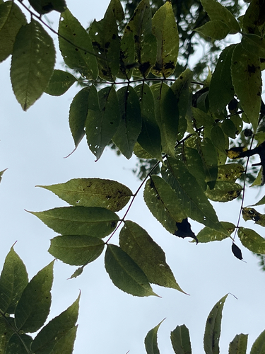 eastern black walnut