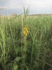 Ligularia fischeri