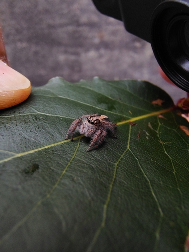 Megafreya sutrix