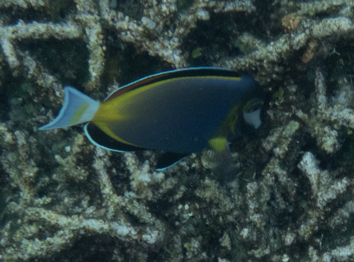 Acanthurus japonicus observed 2026-09-18