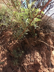 Artemisia messerschmidtiana