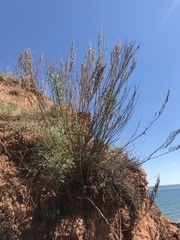 Artemisia messerschmidtiana