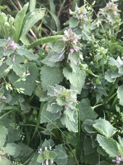Lamium purpureum