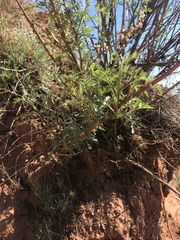 Artemisia messerschmidtiana