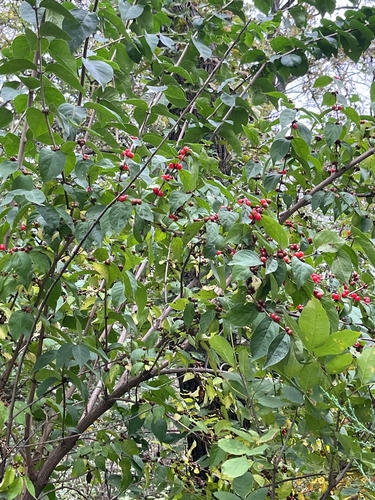 Amur honeysuckle