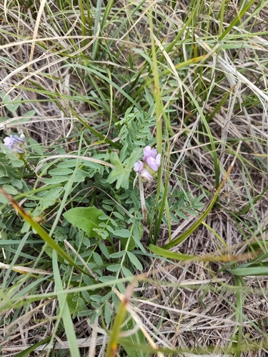 Astragalus agrestis observed 2026-09-28