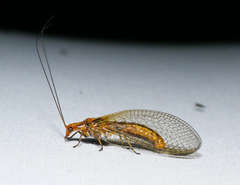 Dictyochrysa fulva