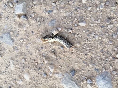 Aesculapian Snake