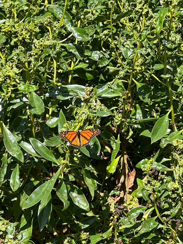 Monarch