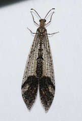 Glenoleon pulchellus