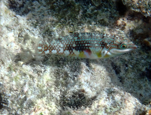 Halichoeres margaritaceus observed 2026-09-27