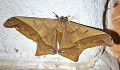 Arsenura ciocolatina