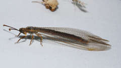 Distoleon bistrigatus